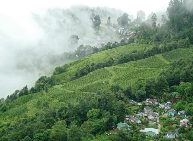 Tea gardens of Darjeeling