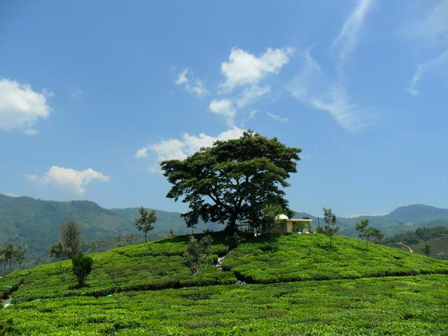 Tea plantation near Kotagiri