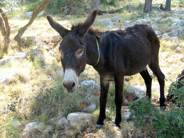 One of the park's residents