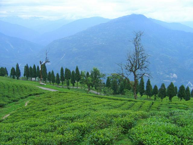 Temi Tea Garden