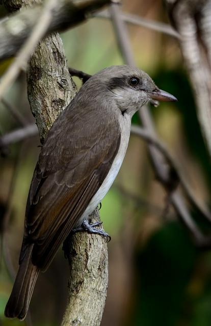 Tephrodornis gularis