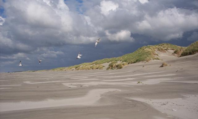 Dunes on the island of Terschelling