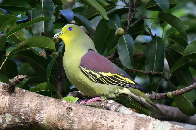 A Sri Lanka Green Pigeon in Kaudulla National Park