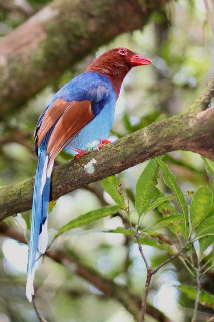 Blue magpie