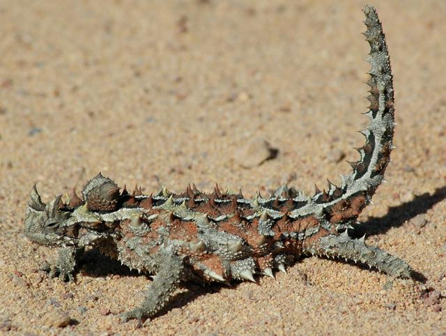 A Thorny devil, similar to the ones in the Alice Springs Desert Park Reptile Exhibit