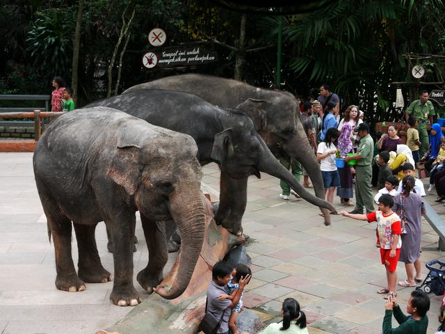 Three elephants in Taman Safari