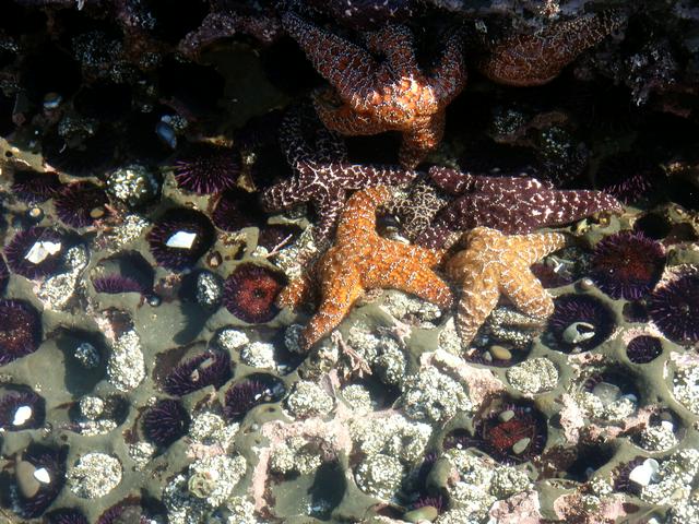 Tide pools at Pillar Point