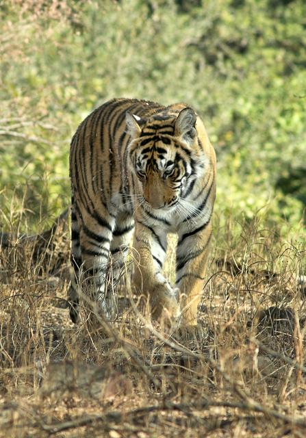 Tiger in Ranthambore National Park