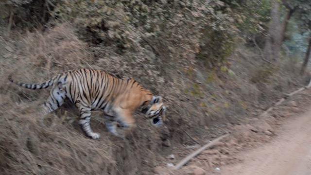 Tiger in Sarisk Reserve