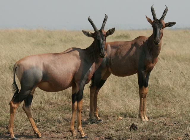 Topi (Damaliscus lunatus) in the Masai Mara National Reserve.