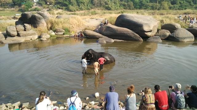 Watch elephant bathing