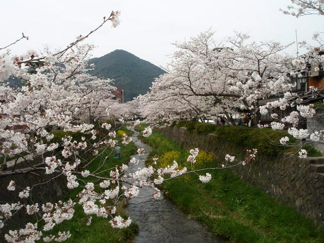 Ichinosaka-gawa River covered by cherry blossoms