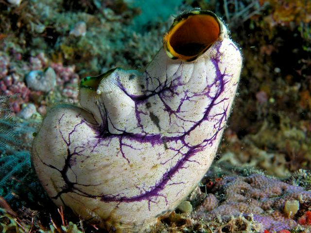 Sea squirt in Komodo National Park