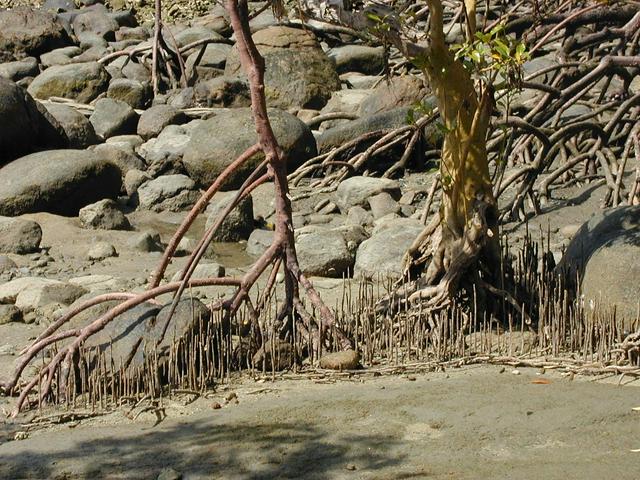Mangrove trees in Turtle Bay