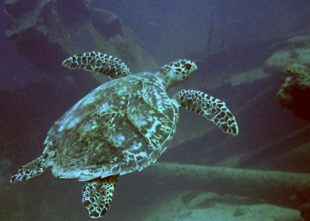 Turtle under water