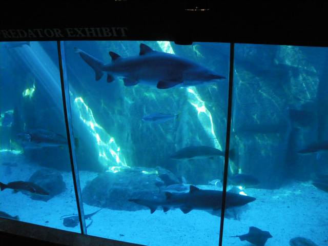 The sharks at the Two Oceans Aquarium are fed every Sunday, so visitors who take advantage of the opportunity to dive with them can do so in relative safety.