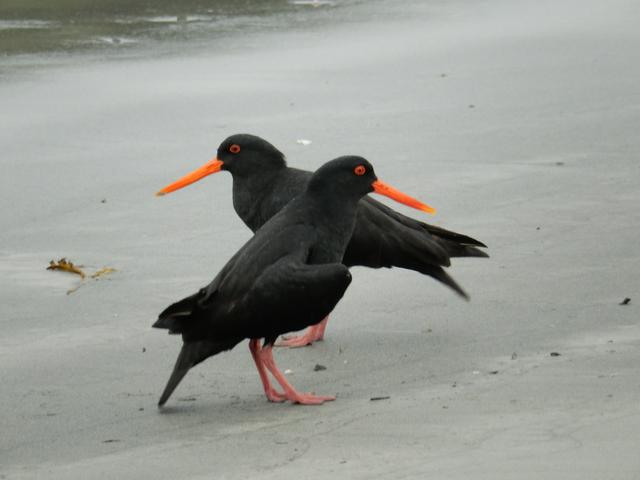 Two oystercatchers on a Stewart Island beach