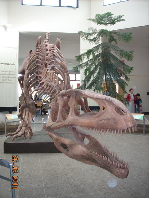 Dinosaur exhibit in Museo Paleontológico