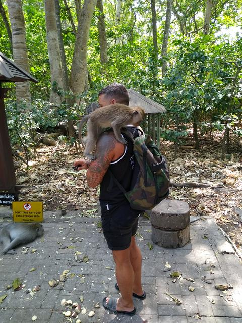 The monkeys at the Monkey Forest are not afraid of humans.