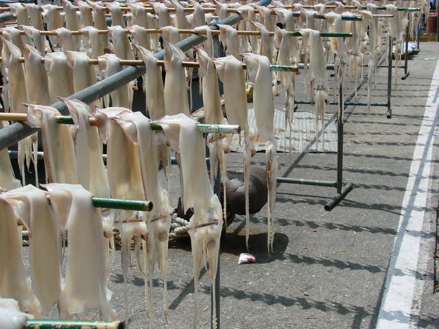 Squid drying on Ulleungdo