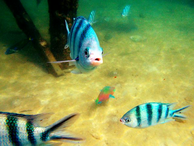 Fish off Manukan Island