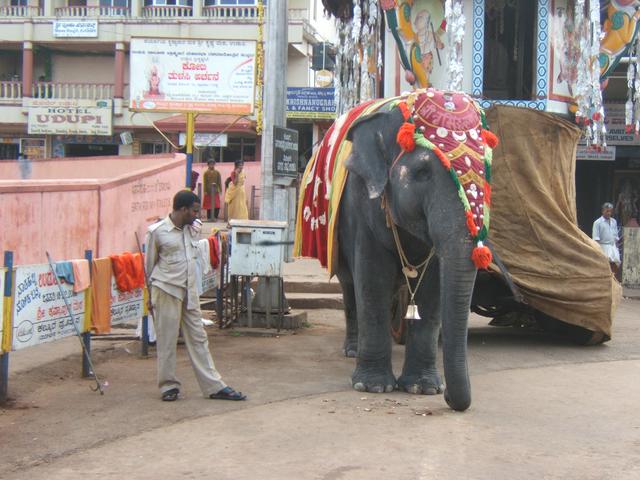 Temple elephant at Udupi