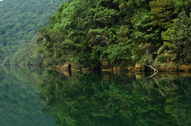 Jungle along the Urauchi River