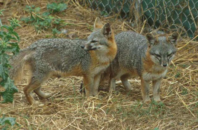 Channel Islands Foxes, found only on the Channel Islands