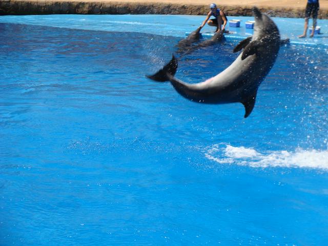 Dolphin Show at uShaka Marine World