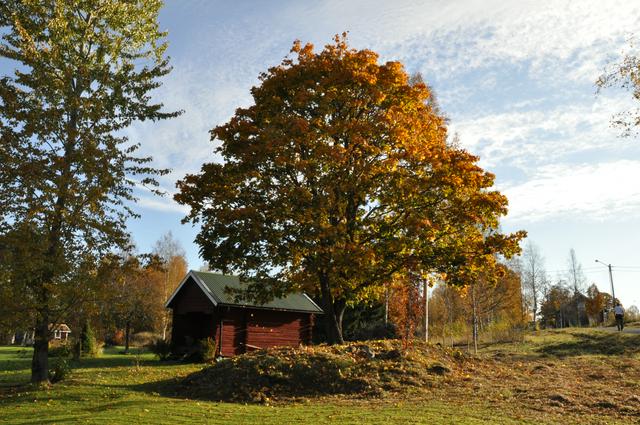 Gorgeous autumn colours in Säfsen