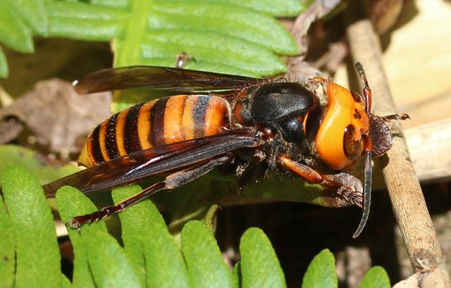 Asian Giant Hornet