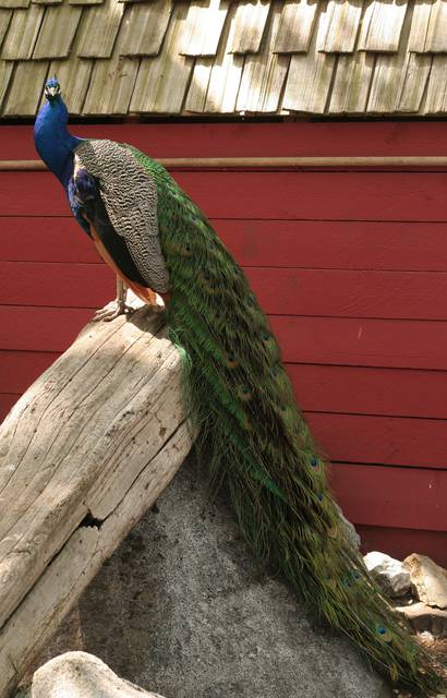 Peacock, Beacon Hill Children's Farm