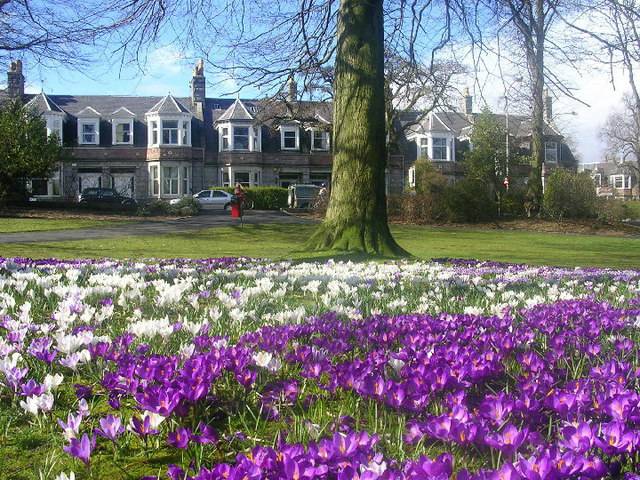 Crocuses at Victoria Park