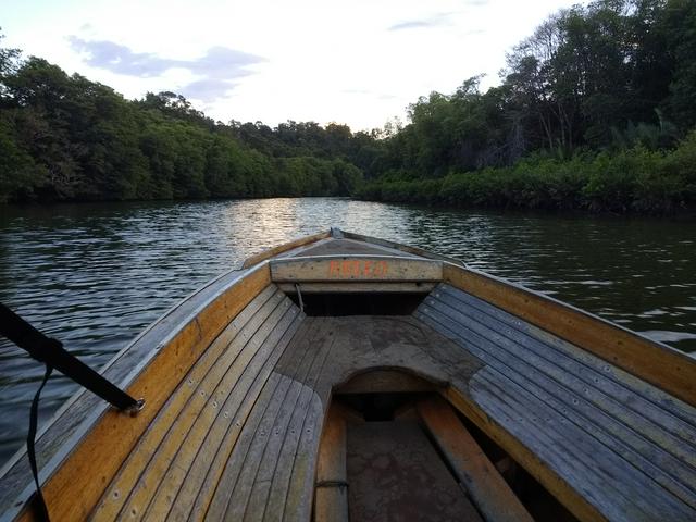 View from a water taxi on the way to see proboscis monkeys
