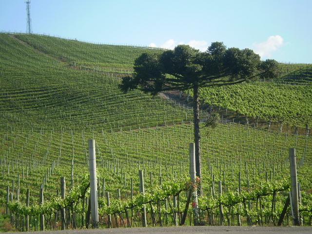 Miolo Vineyards in Bento Gonçalves