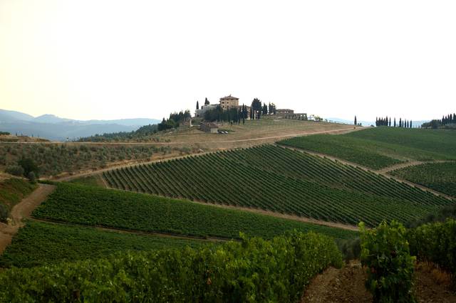 Wine-growing holding in the Chianti region
