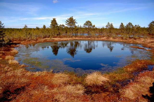 Bogs are clean in Estonia and provide a unique swimming experience