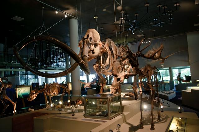 Mammoth skeleton on display in Naturalis in the section about prehistoric animals