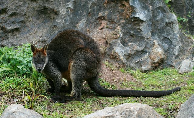 A curious local swamp wallaby