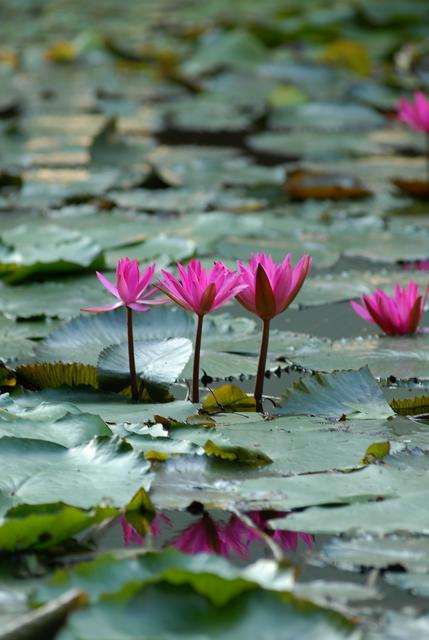 Waterlily on Lake Hévíz