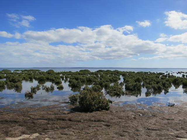 West Coast of French Island, mangroves