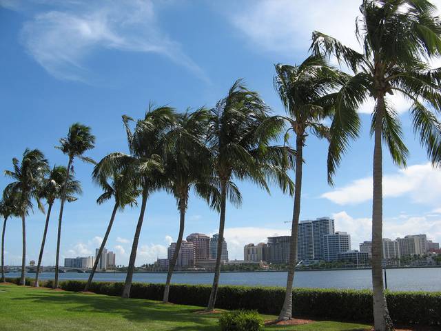 A section of the West Palm Beach skyline with eponymous trees.