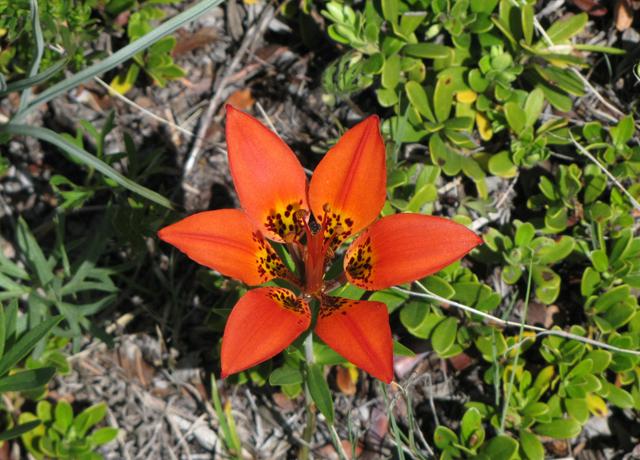 Western Wood Lily Kananaskis