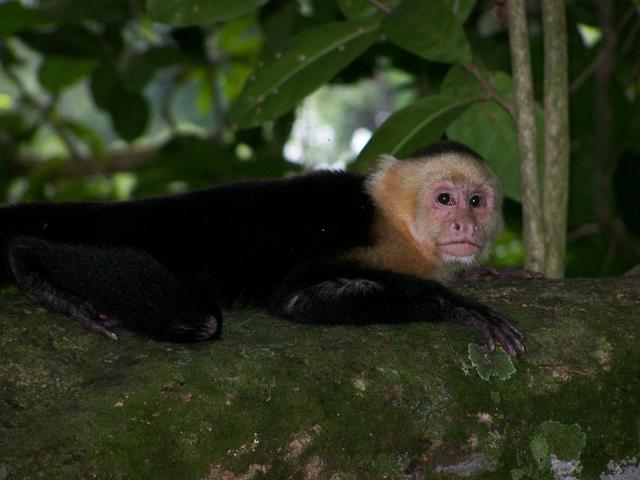 White-faced monkeys are often seen in the park.