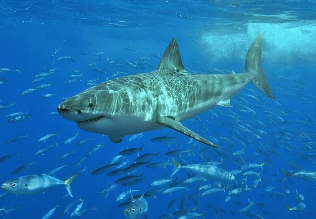 Great white shark off Isla Guadalupe