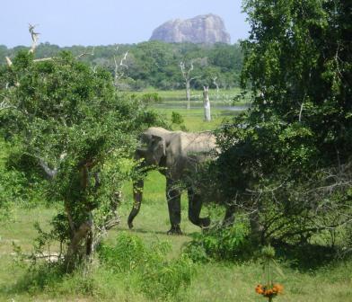 Wild Elephants Commonly Found in Yala : Elephant Rock in the background