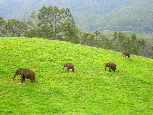 Wild elephants in Munnar