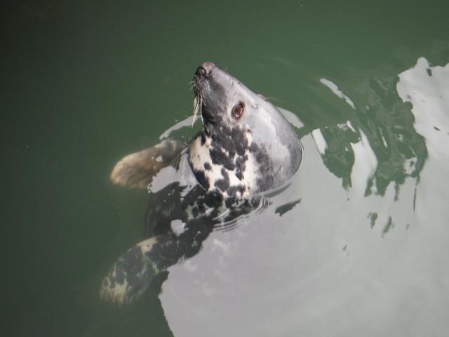 Seal Willy in Hörnum harbour