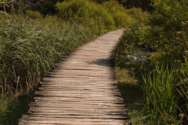 Walkway leading into the forest