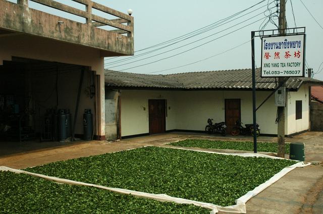 Tea leaves drying outside a factory